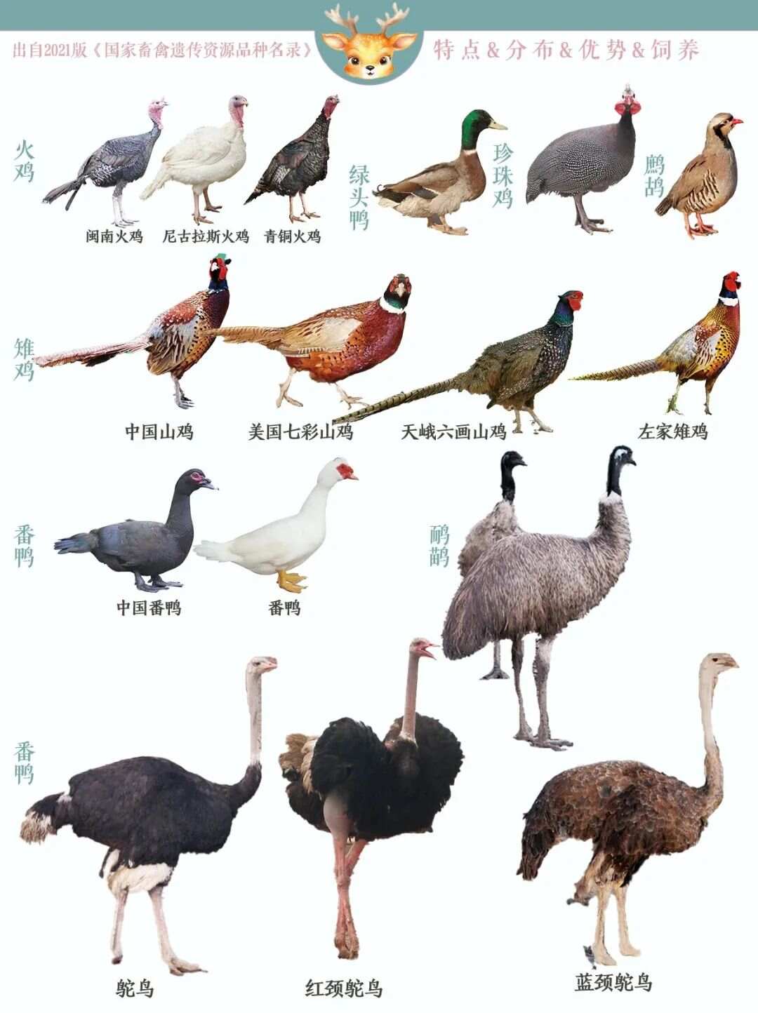 珍禽养殖的种类及其特点