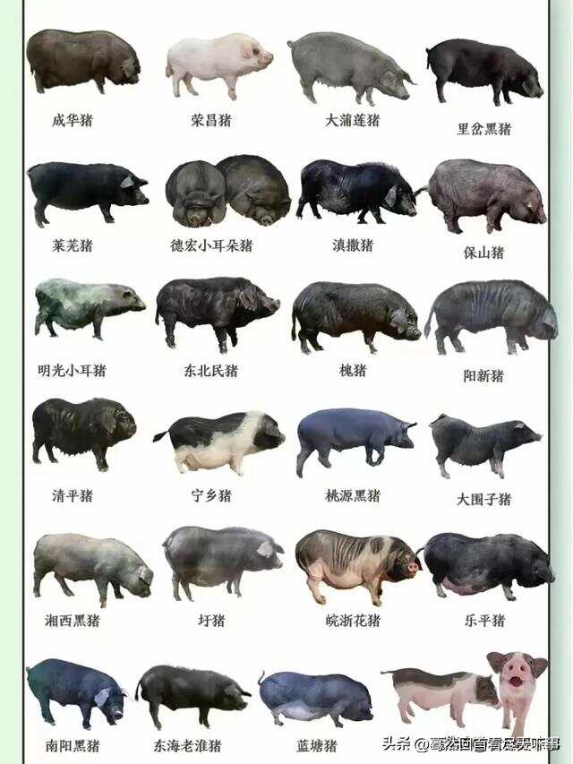 肉食猪的种类及其特点