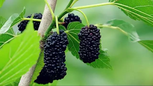 大棚龙虾养殖的可行性分析，好养殖吗？