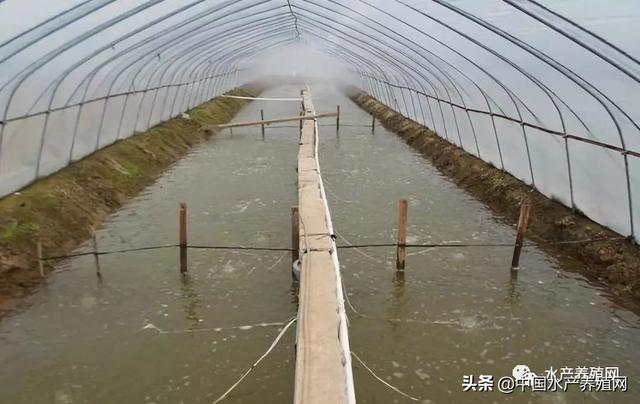 对虾养殖大棚设计，高效养殖的关键要素