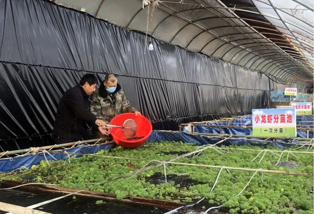高邮罗虾温室大棚养殖，探索与实践