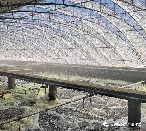 南美白对虾养殖大棚建造，技术要点与策略分析