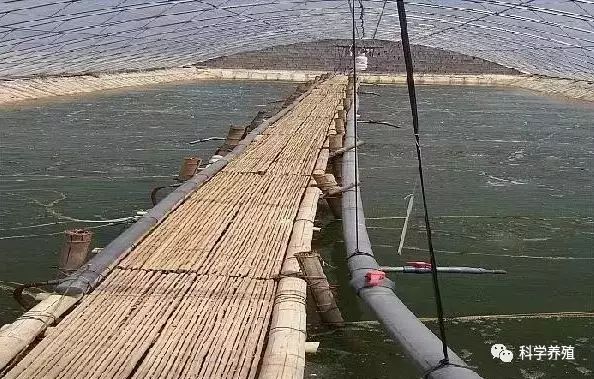 南美虾大棚养殖技术，探索与实践