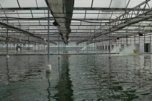对虾标粗大棚搭建，技术实践与优化策略