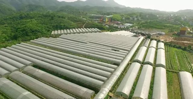 探索养殖对虾大棚，从图片看实践
