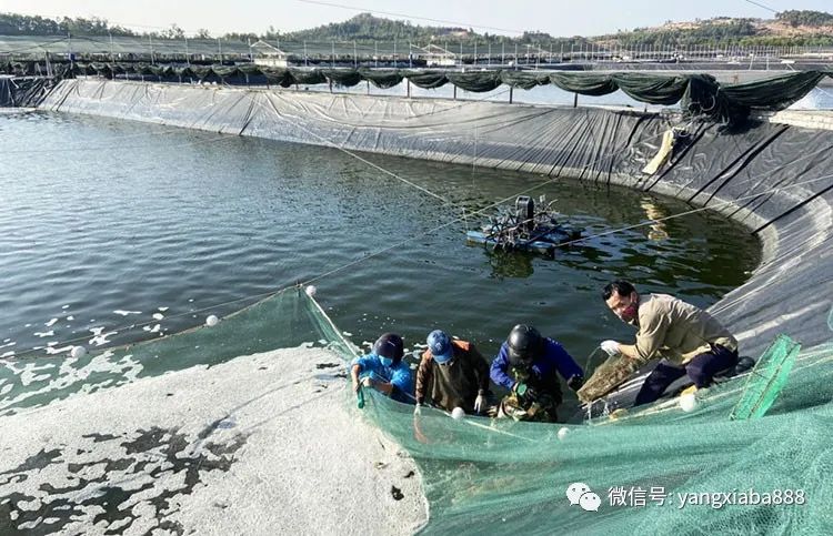 日本水产大棚养殖技术，探索与实践