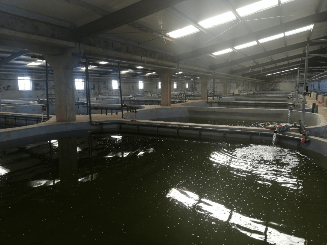 跑道式养虾大棚，创新养殖模式与可持续发展前景