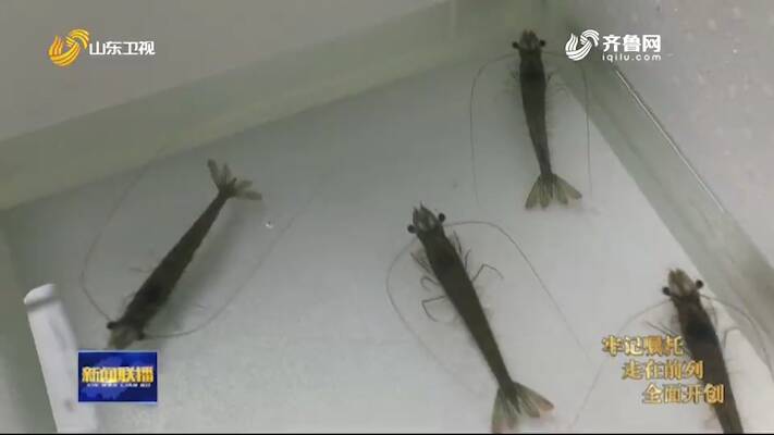 伞式大棚养殖南美白对虾，高效养殖新模式