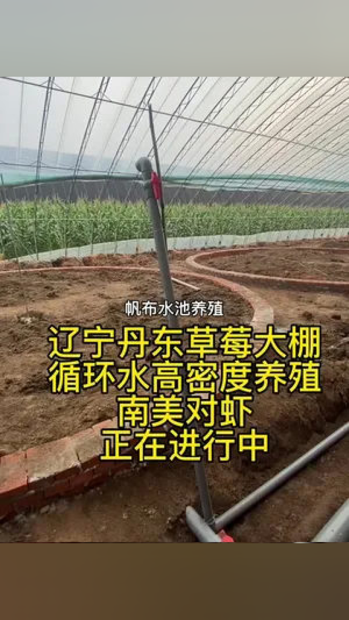 大棚高密度养殖对虾技术视频解析