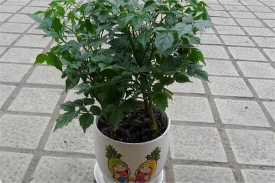 富贵树的品种与魅力