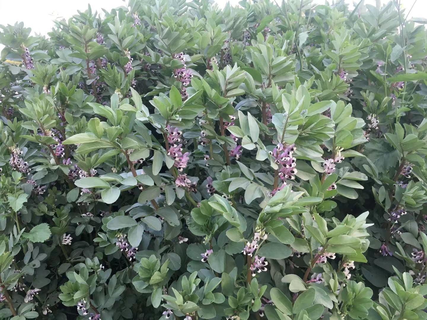 蚕豆蛋花的独特魅力与美食文化