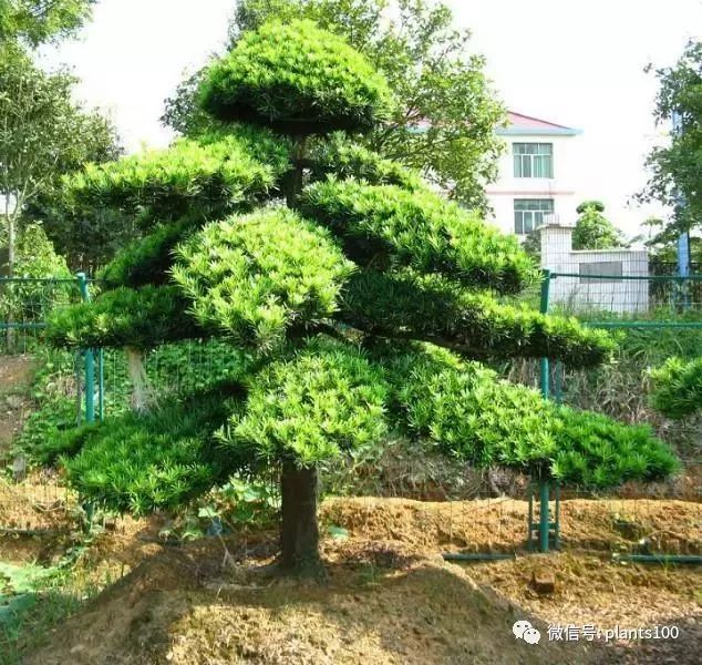 哪些品种适合做造型苗木