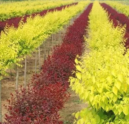 新品种彩叶基地，探索未来园林的新篇章