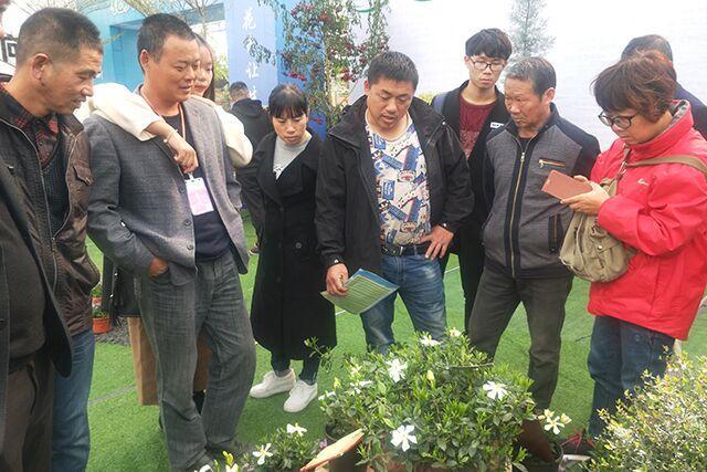 花卉竹品种大全，探索自然之美与独特魅力