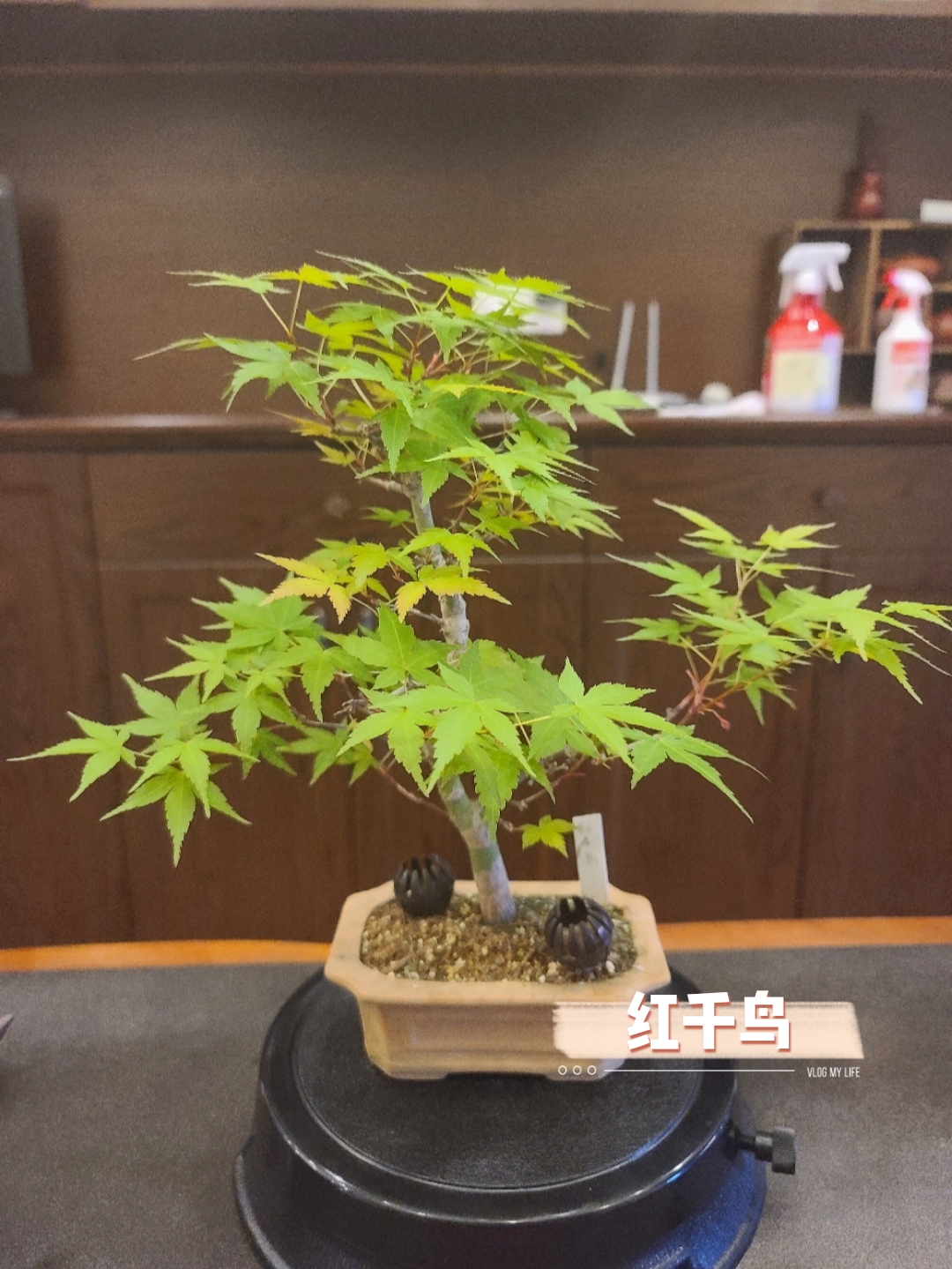 日本红枫品种红千鸟，探索其独特魅力与种植技巧