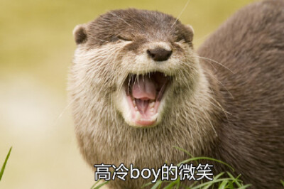 水濑表情包，萌态可掬，传递情感的新方式