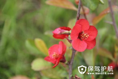 北美海棠主要品种及其特点