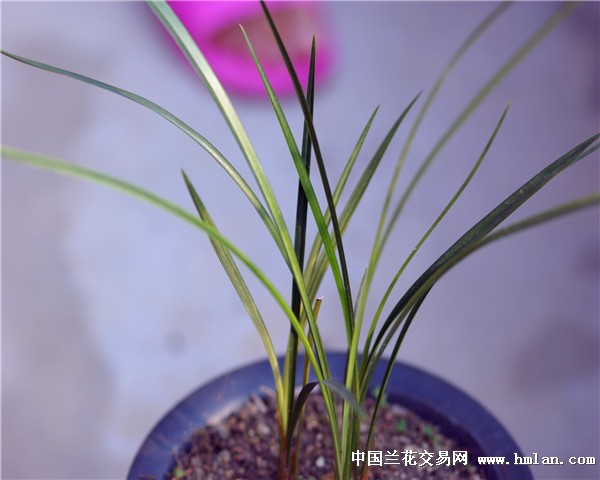 蕙兰细叶品种，探索其独特魅力与特点