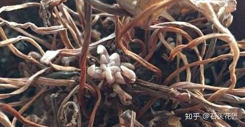 中药毛蛋花的独特魅力与应用价值