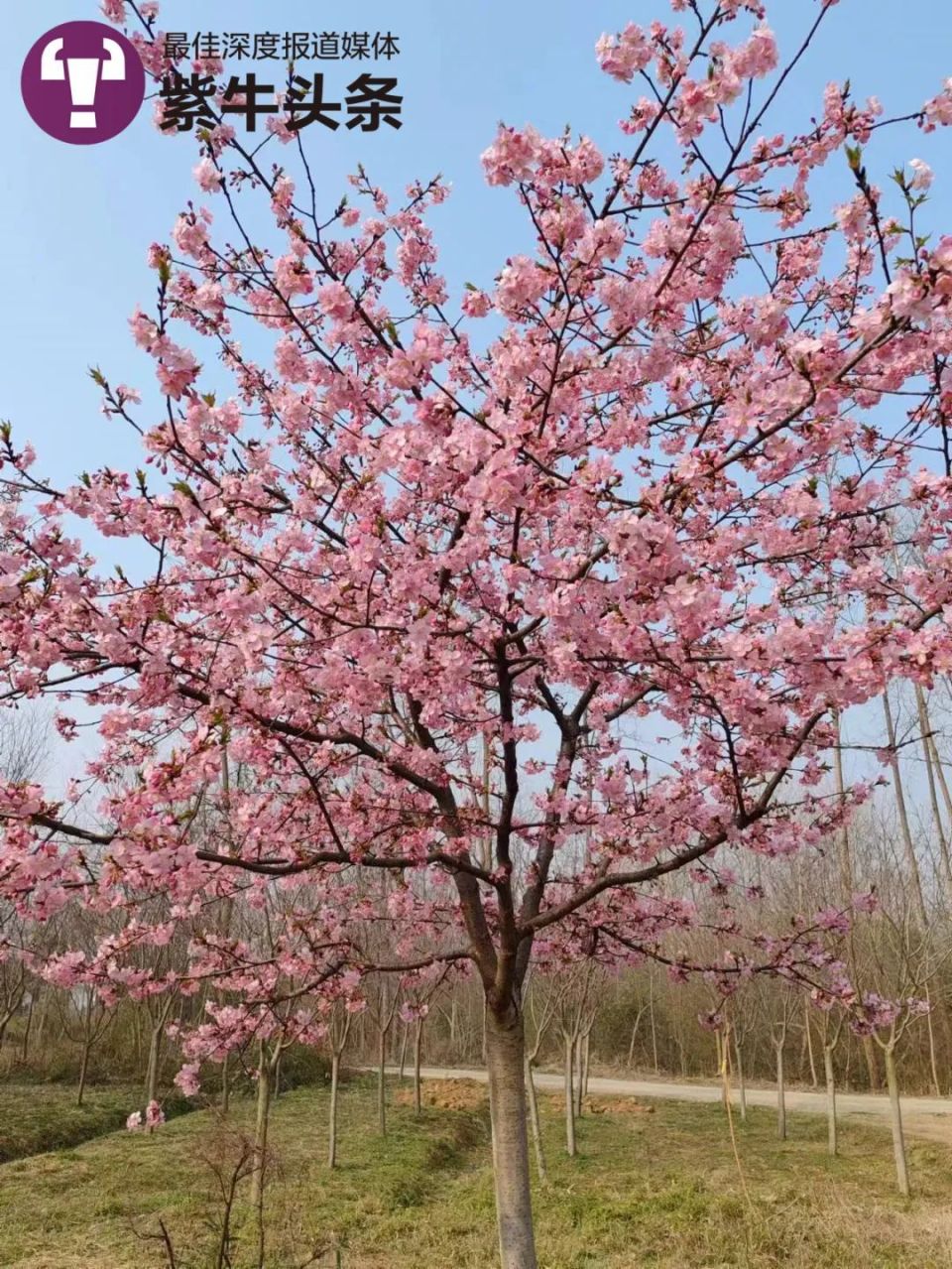 樱花的品种与名字之美