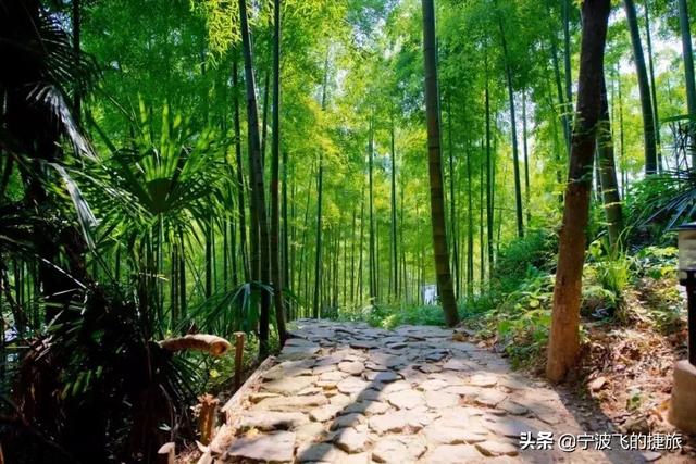 竹子花卉的品种繁多，各具特色，本文将为您详细介绍一些常见的竹子花卉品种。