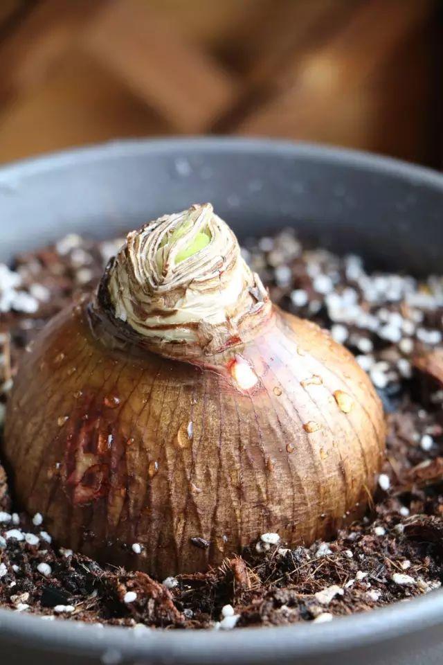 秋植球根花卉品种及其特点